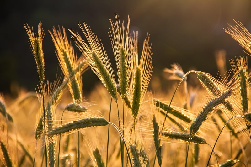Sharing Harvests