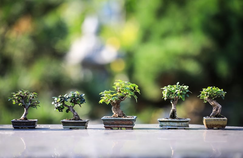 Vertical Gardening