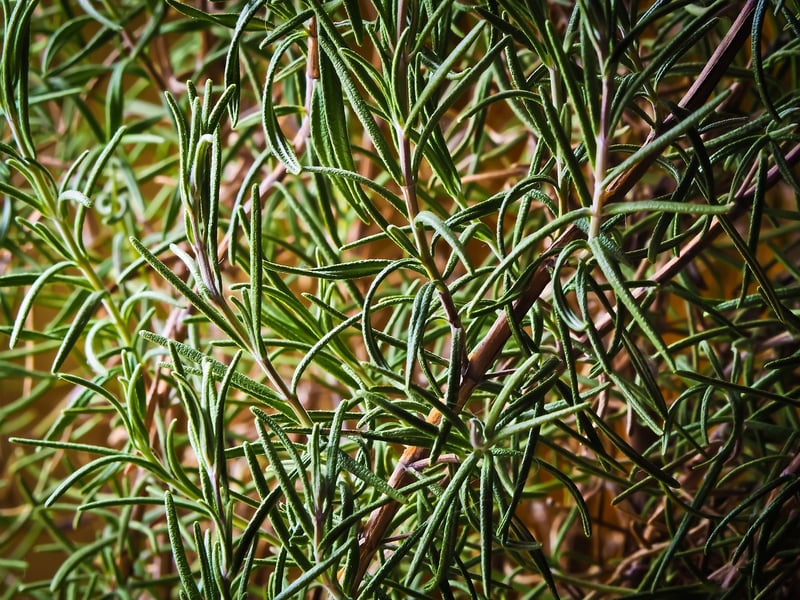 Herb Wall