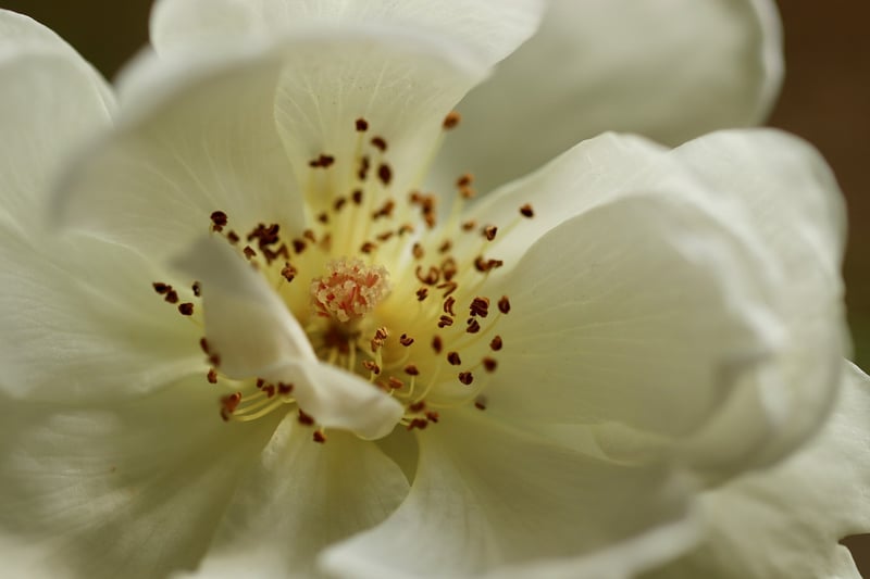 Flowering Trellis