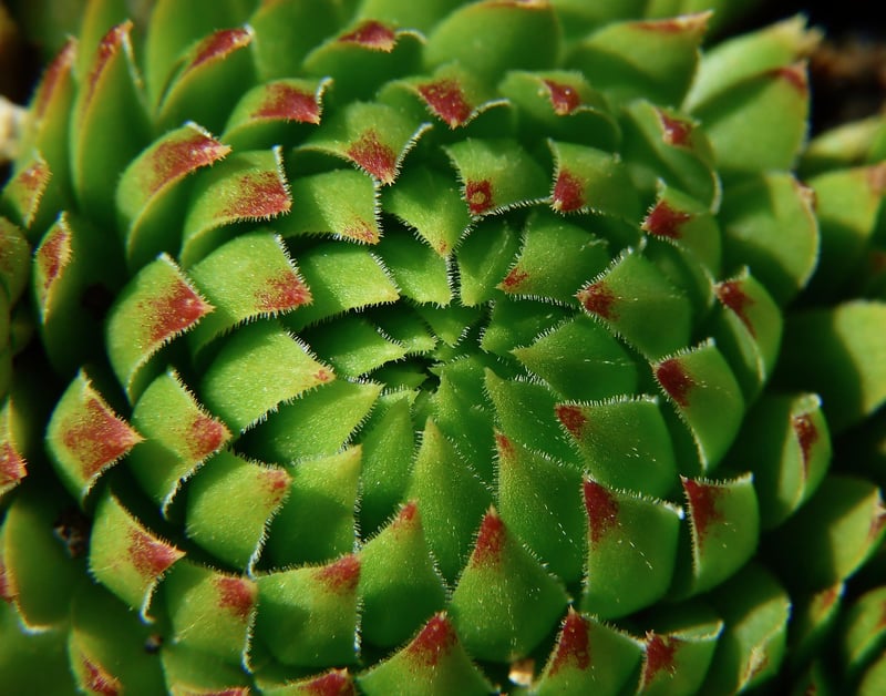 Succulent Garden